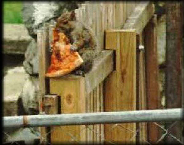 voleur de pizza-humourenvrac